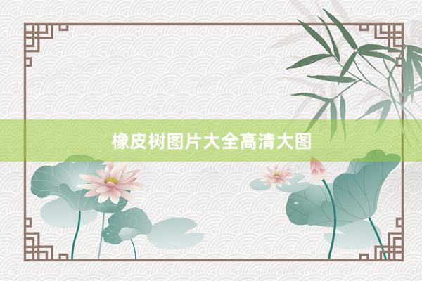 橡皮树图片大全高清大图